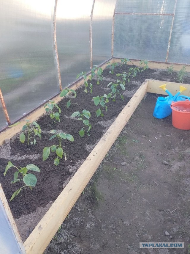 Не скучно, рву вишню и черешню.