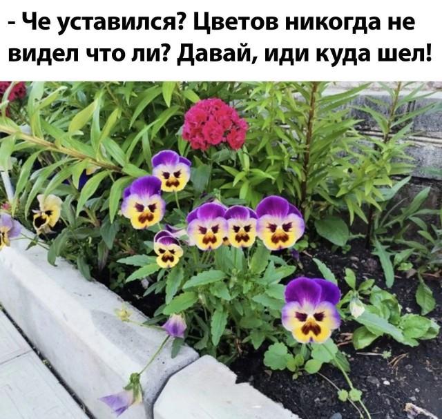 Картинки для деградации 240 (разной степени свежести)