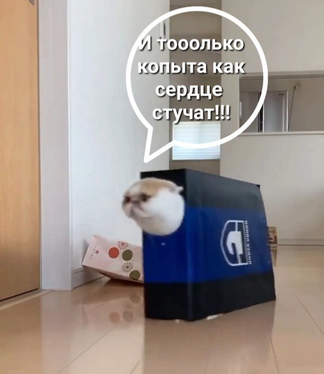 Когда хозяин понял, что хочет кот