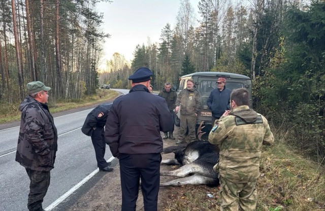В Ленобласти подстреленный лось вышел к инспекторам, а за ним - браконьер с собаками