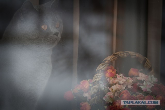 Котовторник 26.11.2013