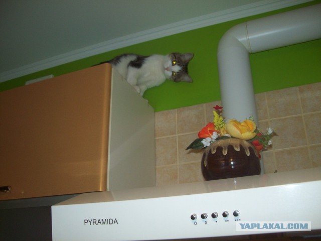 А где прячется ваш кот?
