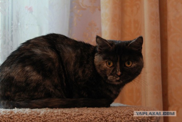 Котовторник 18.03.2014