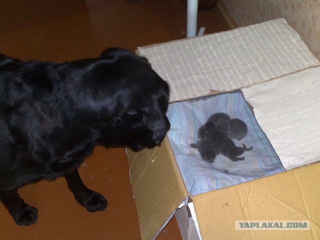 Котовторник   15.04.2014