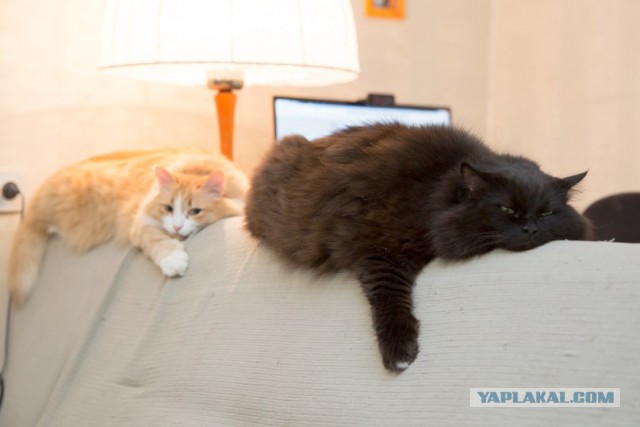 Котовторник 6.05.2014