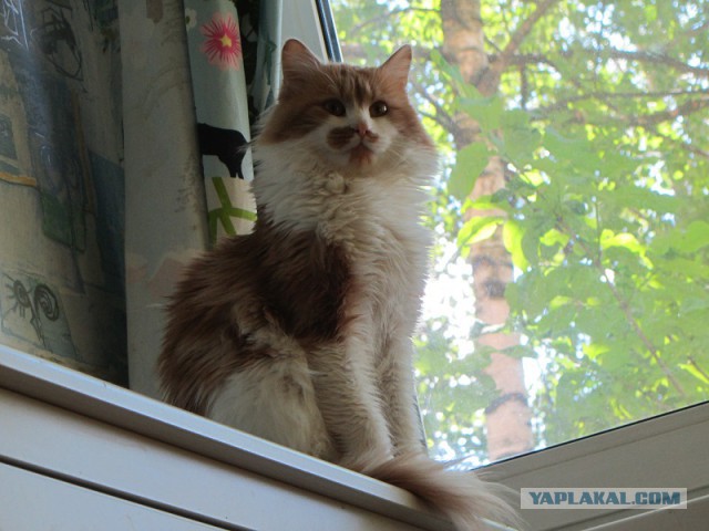 Котовторник 01.07.2014