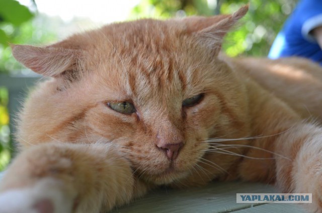 Котовторник 19.08.2014