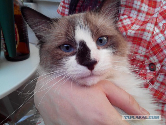 Котовторник 19.08.2014