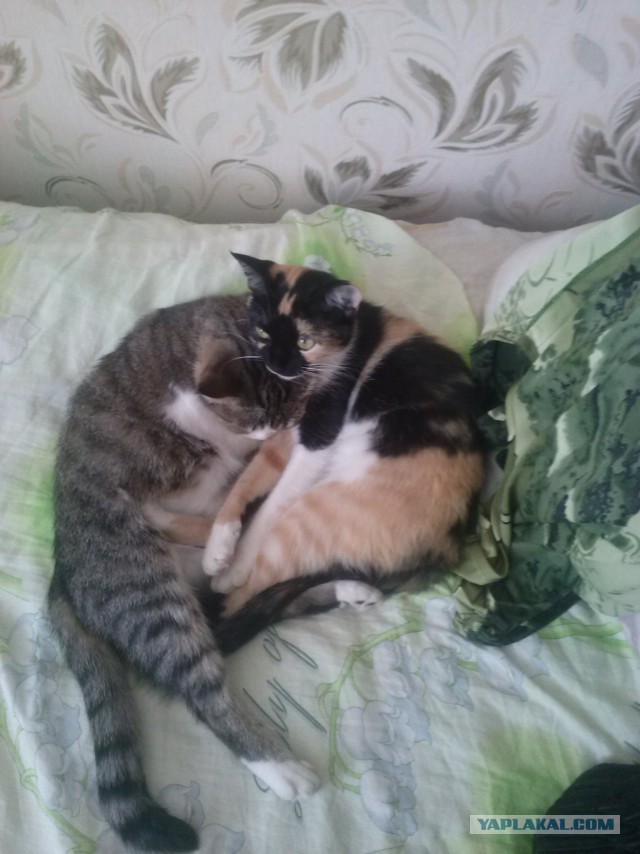 Котовторник 30.09.2014