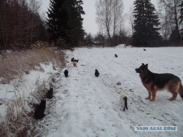 Жизнь домашнего приюта для котеек 37