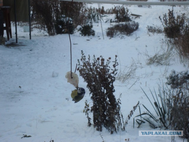 Хотели покормить синичек