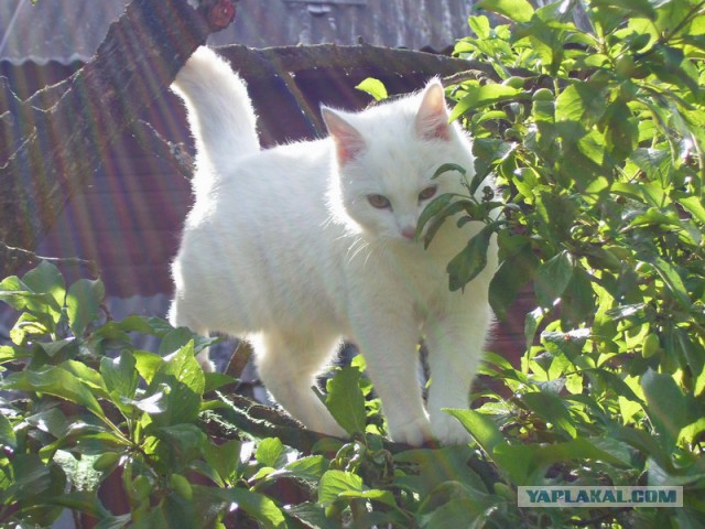 Котовторник
