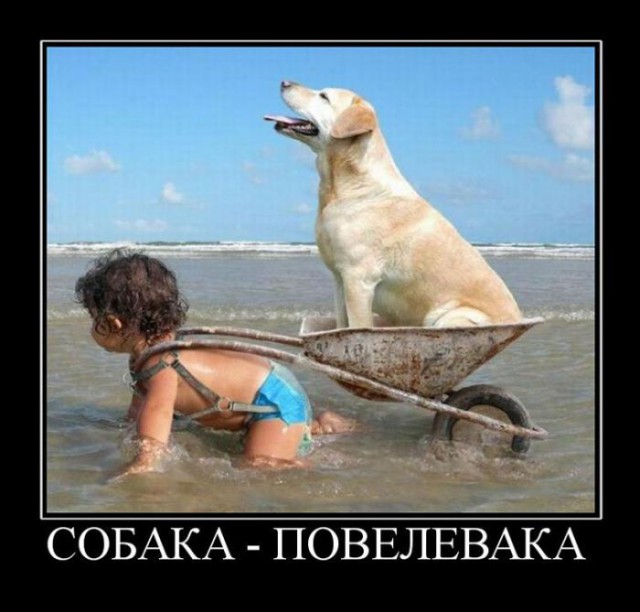 Демотиваторы