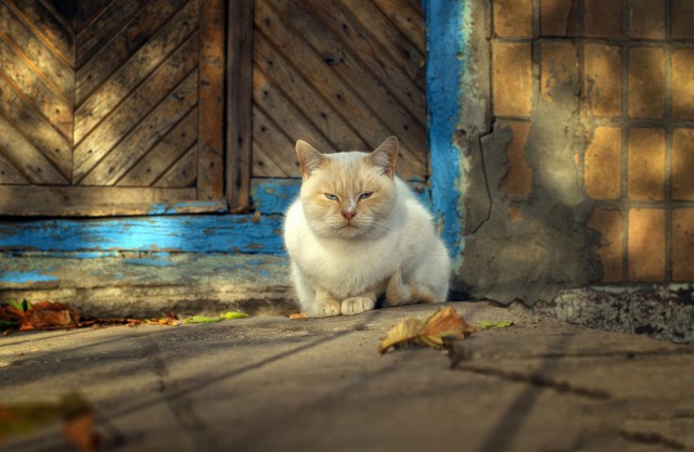 Котовторник 03.11.2015