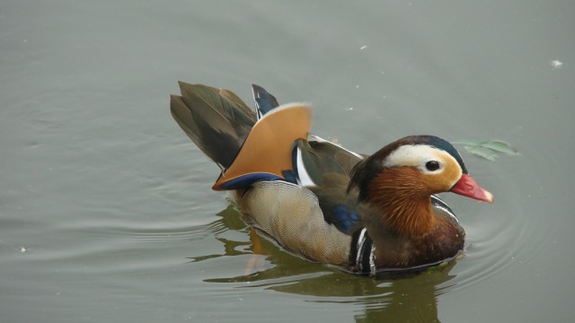 Я вижу птиц (с)