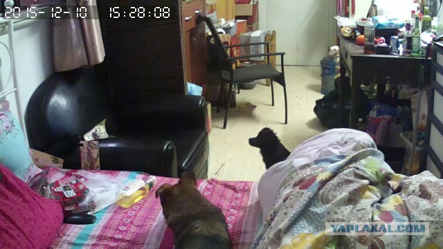 За что я люблю китайцев