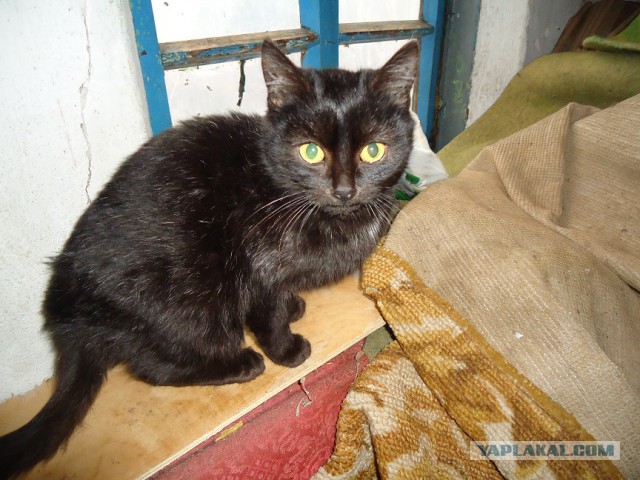 Мой личный котоленд 5