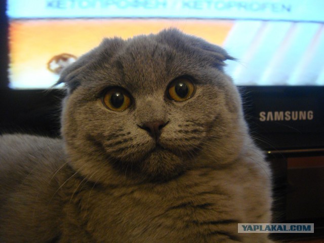 Наш Котяра