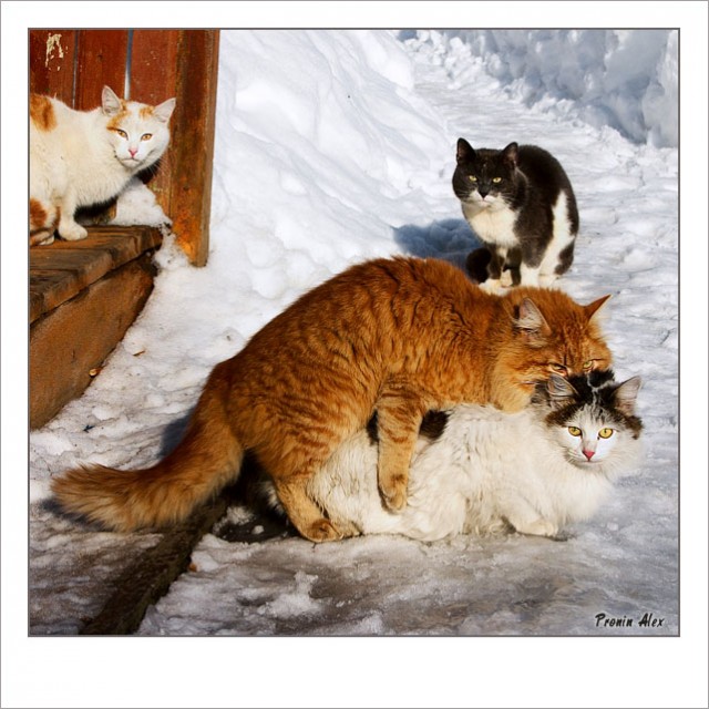 Коты, кошки, котята