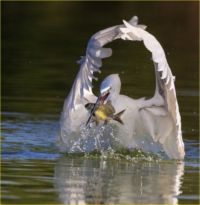 Фото сделанные в нужный момент