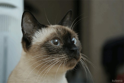 Мяфмяф - пукпук