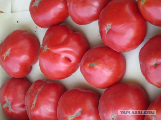 Жена послала за помидоркой