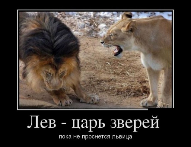 Прикольные животные
