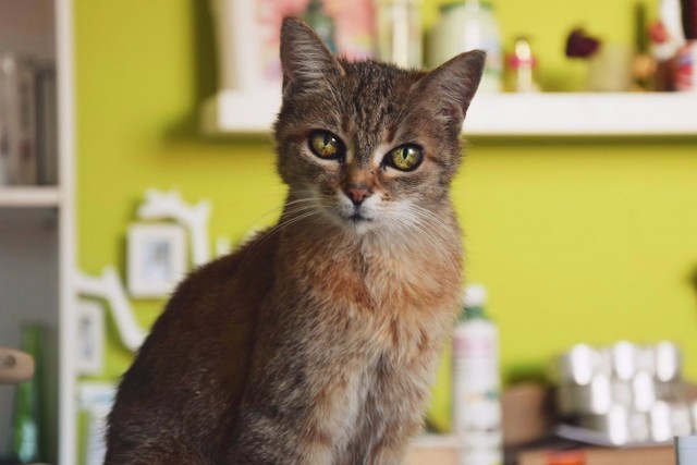 Коты из сети