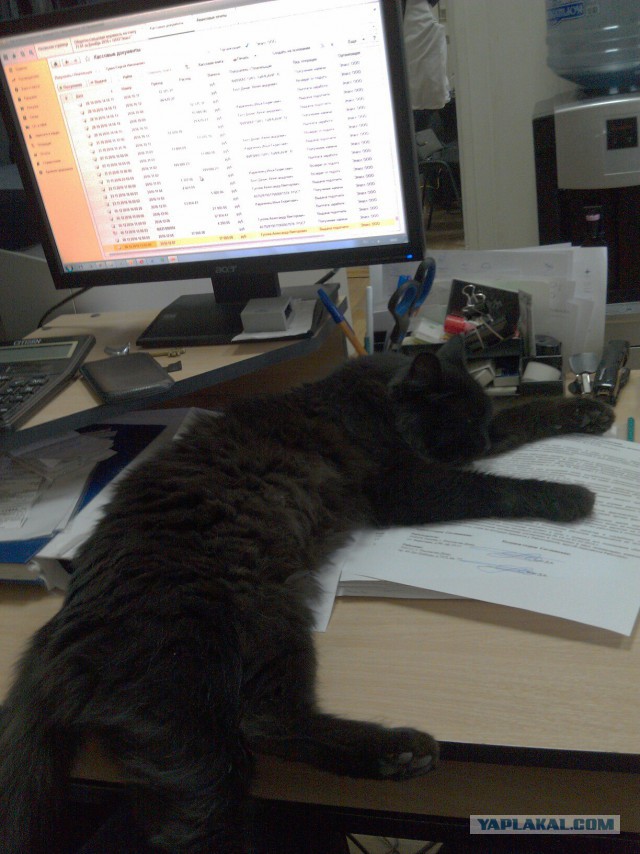 Котовторник  17.01.2017