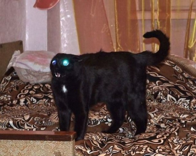 Коты и Кошки