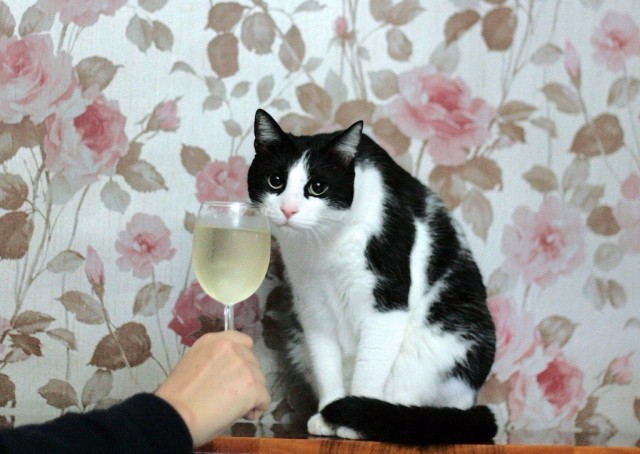 Коты и Кошки