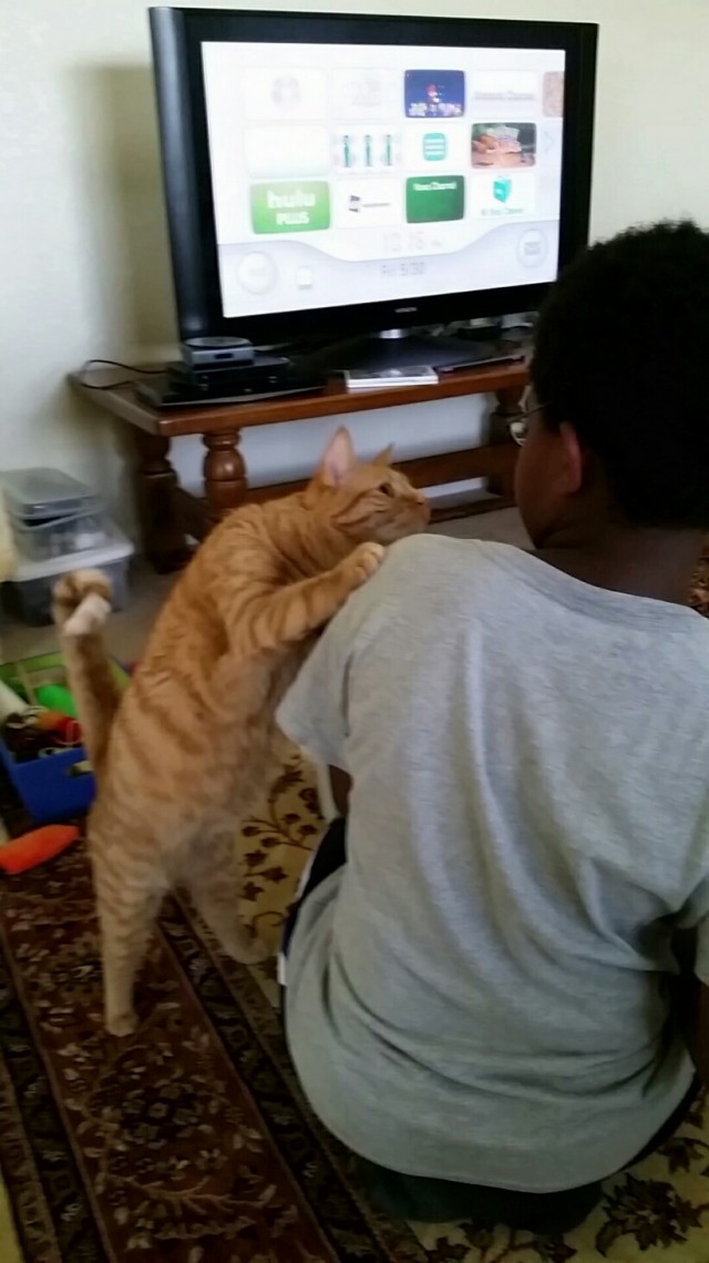 Коты и Кошки