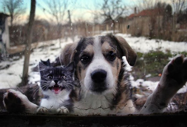Коты и Кошки