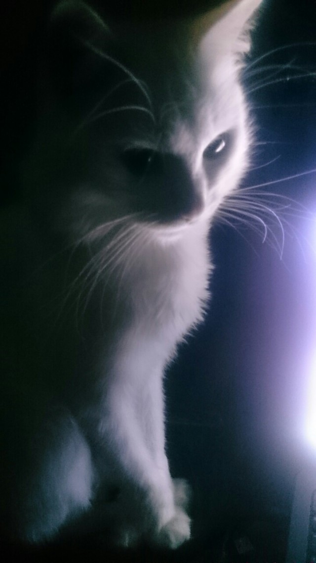 Котовторник