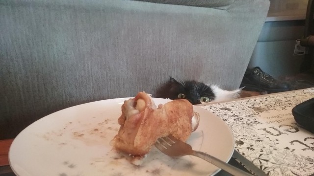 Коты и Кошки