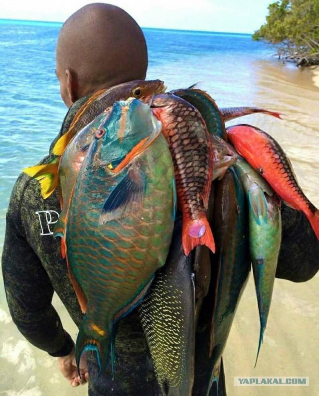 Рыбалка в Гваделупе