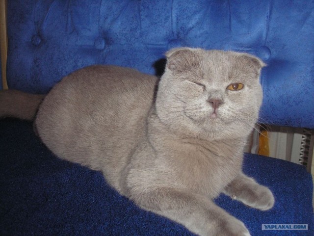 Ну что, котовторник?