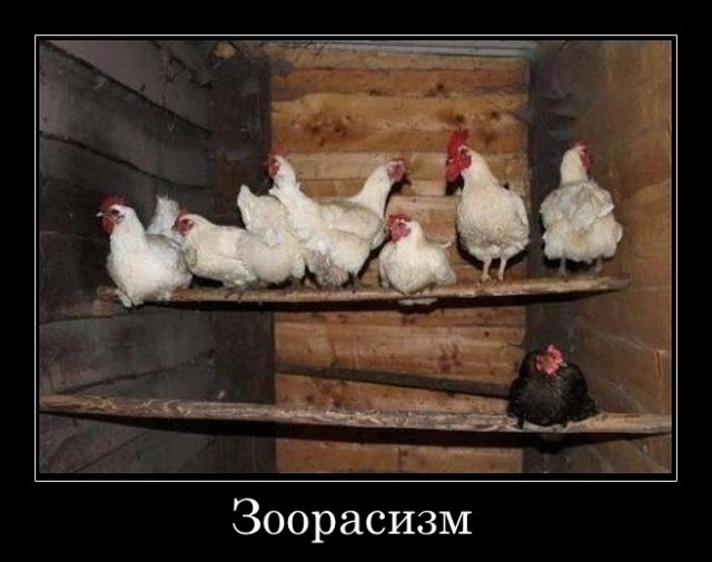 Каплун и пулярка