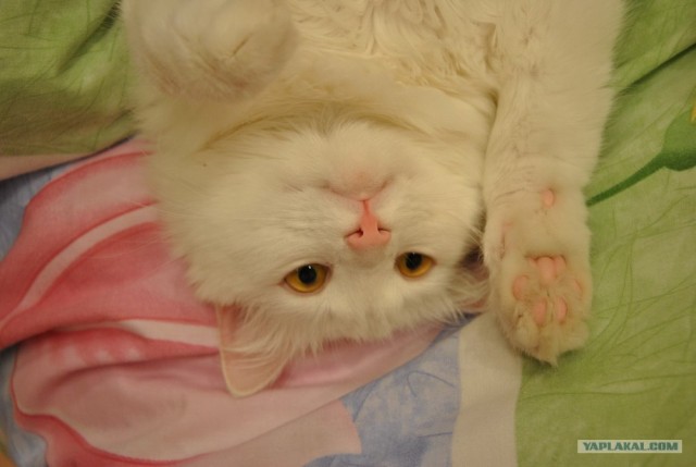 Котовторник! 08.11.11