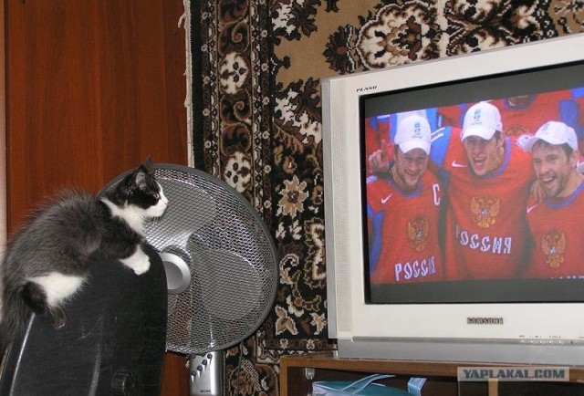 Котовторник 22.05.2012