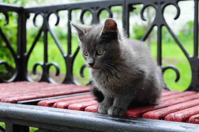 Котовторник 10. 07. 2012