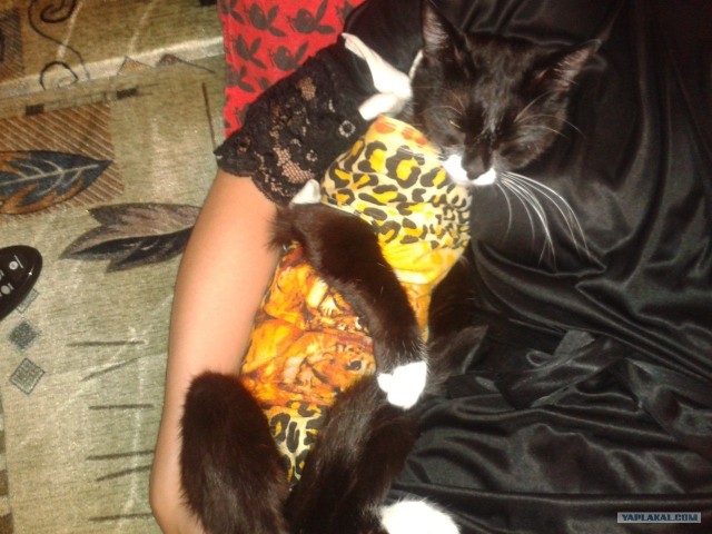 Котовторник  21.08.12