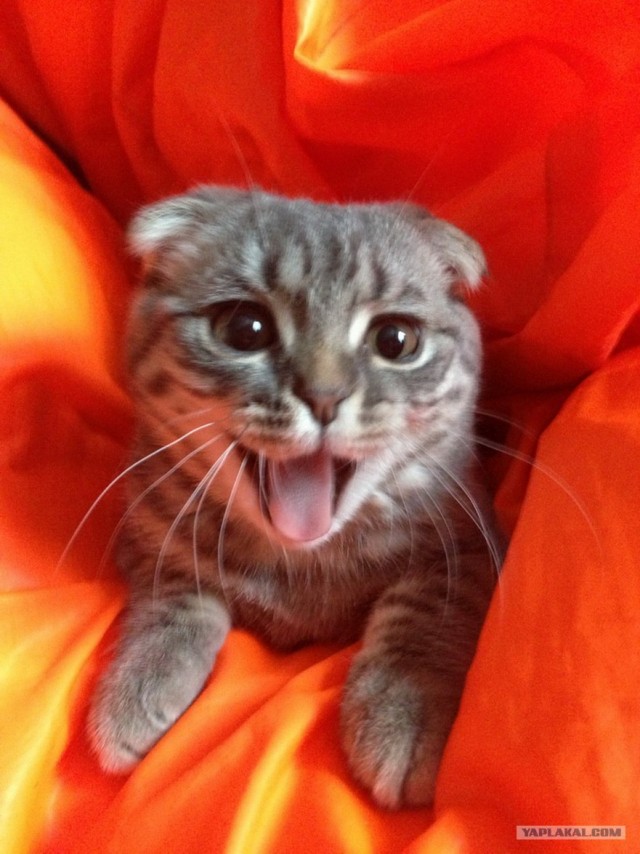 Котовторник 12.02.13