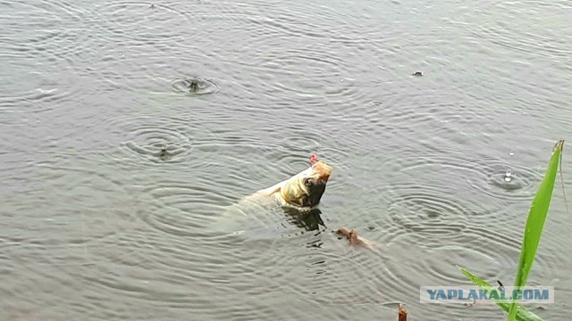 Караси и шпроты.