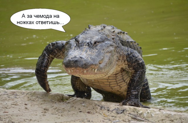 Вы - женоненавистник