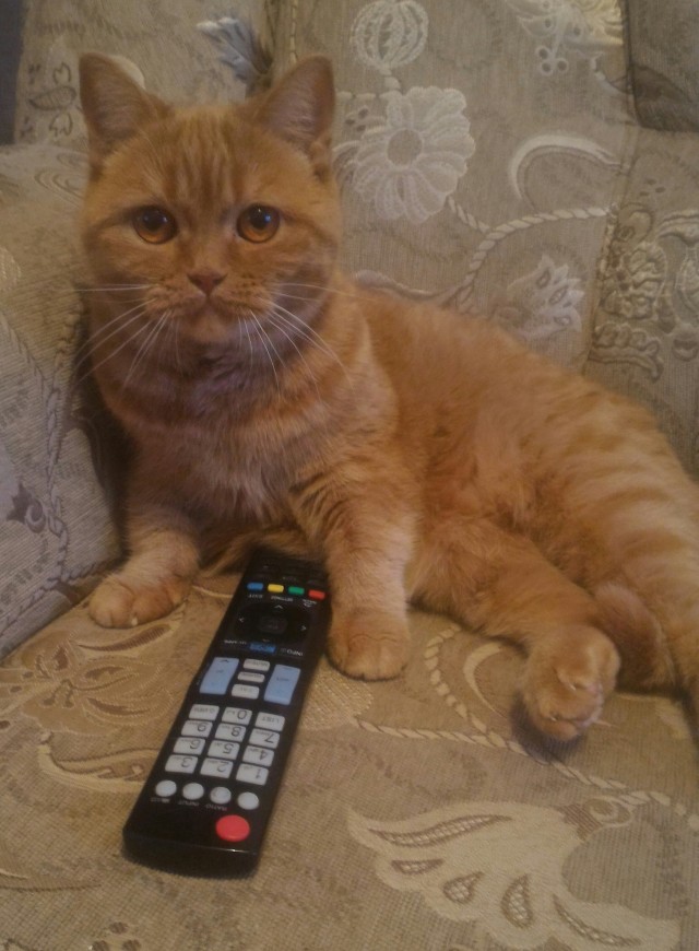 Коты, которые нас порадовали!