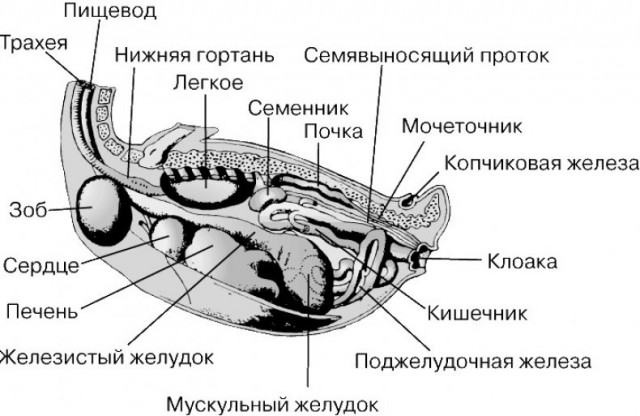 Аццкая кухня 3  (Кулинарный адъ)