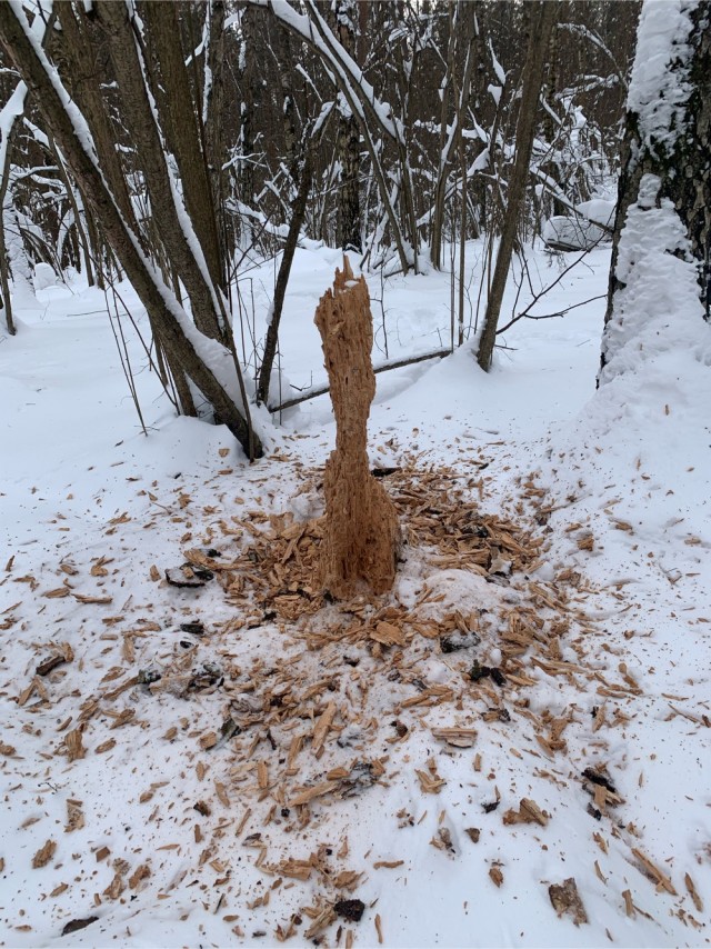 Дятел долбит дерево (крупным планом)