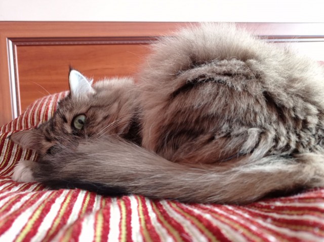 Котовторник же!