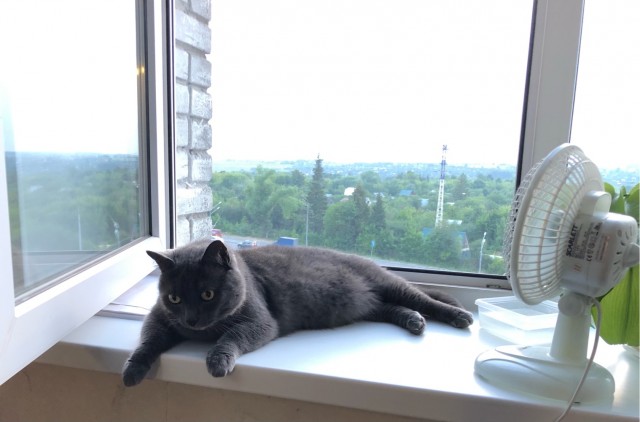Хоба! Котовторник!
